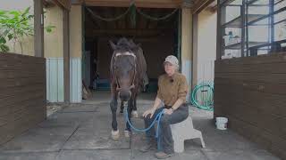 How to Use a Cribbing Collar on Horses [upl. by Saito]