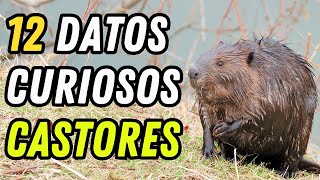 12 Datos Curiosos de los Castores  ¿Sus dientes nunca dejan de crecer [upl. by Jovia293]