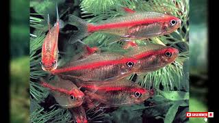 Hemigrammus erythrozonus quotTetra luminosoquot [upl. by Stanford]