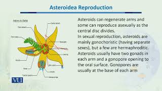 Asteroidea Reproduction  Ecology Biodiversity amp EvolutionII  BT201Topic047 [upl. by Onaireves]