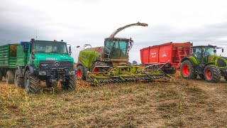 Claas Jaguar 960 Unimog und Quadtrac 9370Mais häckseln [upl. by Willner]