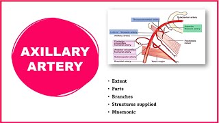 Axillary artery Axillary artery anatomy  Extent Parts and Branches [upl. by Nuli]