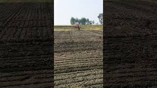 घोङा doing herbicide spray on wheat crops [upl. by Tegirb718]