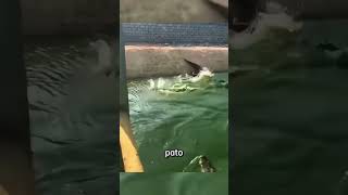 Esse pato caiu em um lago cheio de crocodilos fatosaleatorios curiosidadesaleatorias [upl. by Jonny]