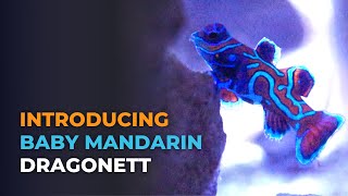 Introducing Captive Bred Baby Mandarin Dragonet and Feeding Challenges  Blue Reef Tank [upl. by Noisla401]