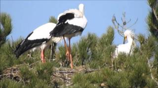 accouplement de Cigognes Blanches [upl. by Derek767]