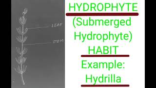 Hydrilla plantHYDROPHYTESubmergedECOLOGY practical [upl. by Elsinore]