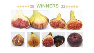 2022 winner figs [upl. by Norword]