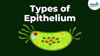 Types of Epithelial Tissue  Animal Tissues  Infinity Learn [upl. by Luci]