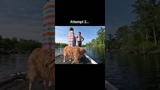 Always scheming 😂 youtubeshort bassfishing bassfishinglife fishing goldenretriever [upl. by Dyan]