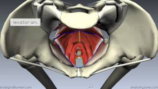 Pelvic Floor Part 1  The Pelvic Diaphragm  3D Anatomy Tutorial [upl. by Bobine546]