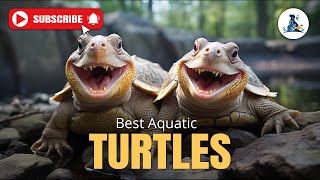 How to Become a 15 best aquatic turtles Expert turtle turtledoves viralvideo trending [upl. by Winslow]