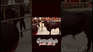 LA FUERZA DE ESTE TORO ES IMPRESIONANTE  HUAMANTLADA shorts toros torosbravos short video [upl. by Barnabas371]