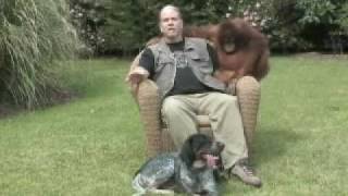 Suryia the Orangutan and Roscoe the Dog Friends at First Sight [upl. by Irab191]