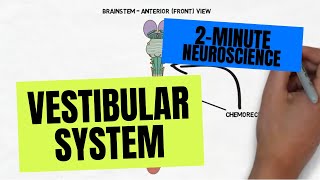 2Minute Neuroscience Vestibular System [upl. by Eizdnil]