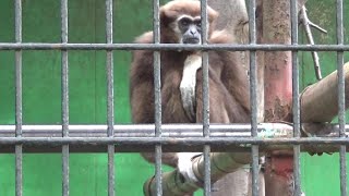 Cute whitehanded gibbon family 186 シロテテナガザル家族の日常【Cute animal videos】【羽村市動物園】 [upl. by Anait521]