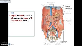 Overview of Abdomen 6  Vessels of Posterior Abdominal Wall  Dr Ahmed Farid [upl. by Xanthe]