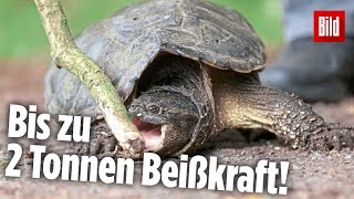 Schnappschildkröten am Badesee Gemeinde plant Jagd auf diese gefährliche Reptilien [upl. by Arimihc]