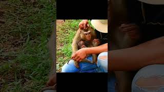 Owner and baby Newborn Floranmonkey puppy shortmonkeysanimal [upl. by Wileen]