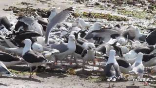 Larus marinus [upl. by Waly]