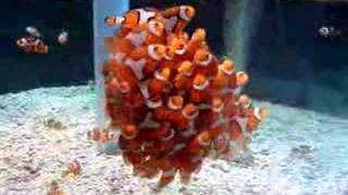 School of Clownfish Fish False Percula [upl. by Naesyar]