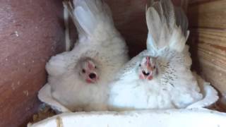 Sisters  Serama Chickens singing [upl. by Culhert]