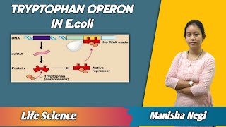 Tryptophan operon system by repressorcorepressor complex  Life Science  avyan ias academy [upl. by Gowon495]