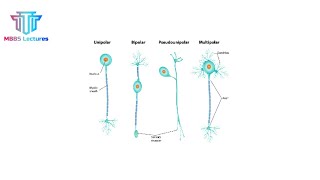 Physiology of Nervous System Sensory Receptor Part i [upl. by Zimmermann]