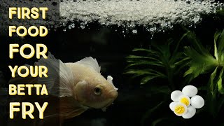 Betta fry First food for babies  Betta fish breeding [upl. by Thornton426]