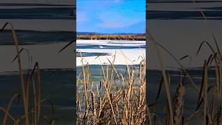 🎶Beaver lodges nature shortsvideo wildlife [upl. by Arihas]