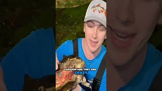 I Found A Giant Matamata 😨🐢 So Lucky  😊😍  viralshorts fishing viralvideo funny subscribe [upl. by Spears]