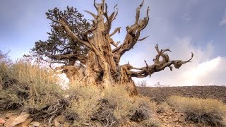 A walk along Discovery Trail at the Ancient Bristlecone Pine Forest Inyo National Forest [upl. by Kinsler]