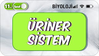 11 Sınıf Biyoloji Üriner Sistem TEK VİDEODA KONU ANLATIMI ✍️ [upl. by Nomaid]