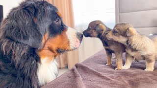 Bernese Mountain Dog Meets Puppies for the First Time [upl. by Thier]