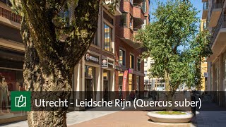 Utrecht Leidsche Rijn Quercus suber [upl. by Mutz]