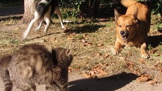 Dogs bark at kitten on street [upl. by Ynafets138]