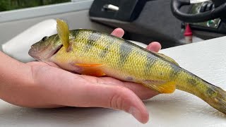 Giant Saginaw Bay Perch Cook And Camp [upl. by Nitreb]