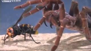 King Baboon Tarantula VS Asian Giant Hornet [upl. by Arramahs122]