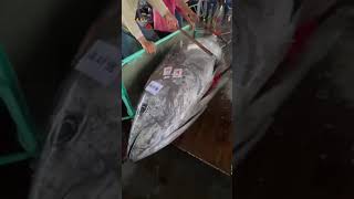 Unveiling the Massive Giant Bluefin Tuna at the Auction Market [upl. by Vachil]