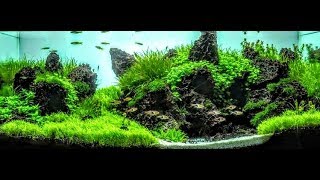 The Secret To Making Plants Bushy And CompactAquascaping [upl. by Anreval]