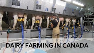 Milking Cows in Brand New Parlour [upl. by Edak]