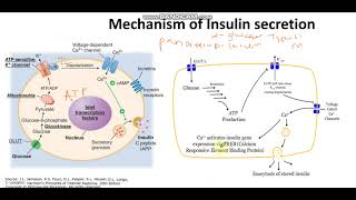 Mechanism of Insulin secretion from the beta pancreatic cells [upl. by Mufinella]