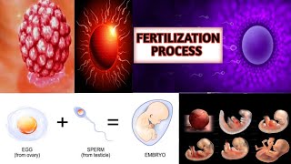 Fertilization Of Egg amp Sperm in Human  Fertilization Embryology Conception ExplainedImplantation [upl. by Adian]