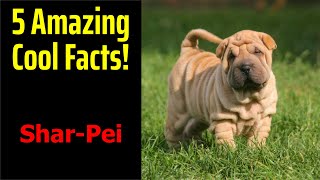 5 Fascinating Facts About SharPei [upl. by Niven]