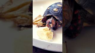 🍌Banana vs Tortoise 🐢 petplanet88 youtubeshorts tortoise reptile banana mukbang pets [upl. by Cirtemed]