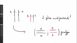 BAC SVT 🧬 GÉNÉTIQUE  Gènes indépendants et leurs représentations [upl. by Narhet]