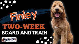 Goldendoodle 8 mo “Finley”  Incredible Goldendoodle Training Spokane WA  Off Leash K9 [upl. by Klockau]