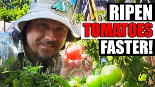 5 Ways To Ripen Tomatoes Faster On The Vine [upl. by Phelips613]