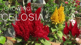 Celosia Flower  Celosia cockscomb Plant Care [upl. by Zimmermann]