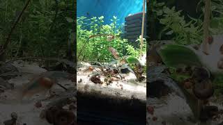 corydoras update breakfast for the catfish [upl. by Obbard361]